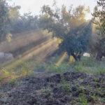 ¿Dónde comprar un olivo? Viveros de olivos Roviplanta