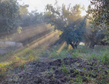 Rays of the sun, filtering between the branches of the olive grove Rays of the sun, filtering between the branches of the olive grove - Granada.