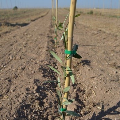 tutores-de-olivo-en-plantacion-superintensiva