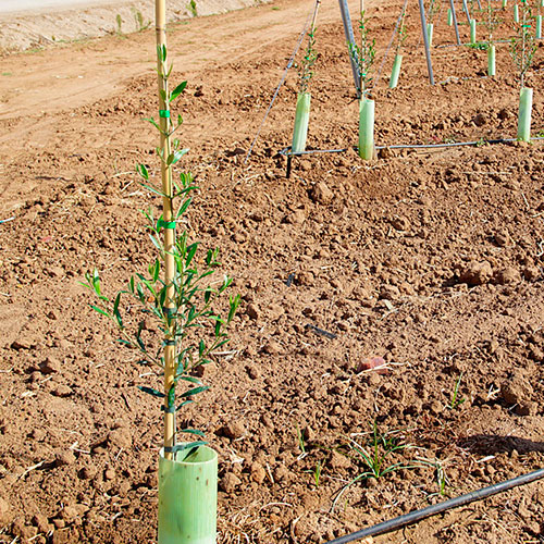 tutores-para-olivo-de-cana-de-bambu