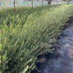 Viveros de olivos Roviplanta, la elección acertada para comprar olivos al por mayor