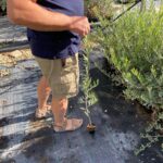 Imagen donde se muestra a una persona en Viveros de Olivos Roviplanta