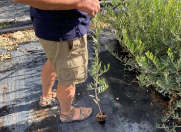 Imagen donde se muestra a una persona en Viveros de Olivos Roviplanta