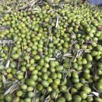 ¿Cuándo hacer la recolección de la aceituna?