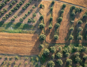 vista-aerea-campo-campos-plantaciones-olivos-chalkidiki-grecia vista-aerea-campo-campos-plantaciones-olivos-chalkidiki-grecia