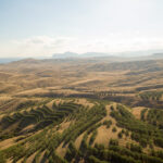 Sostenibilidad y agricultura ecológica en Viveros de olivos Roviplanta