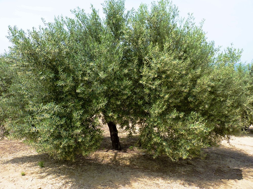 El olivo Cornicabra es conocido por su alta resistencia a climas adversos, adaptándose bien a terrenos tanto secos como húmedos.