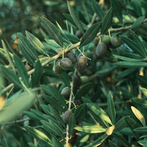 Innovaciones en técnicas de cultivo para olivos y almendros