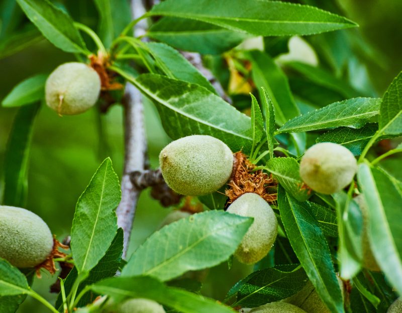 Almendros Viveros de Olivos Roviplanta