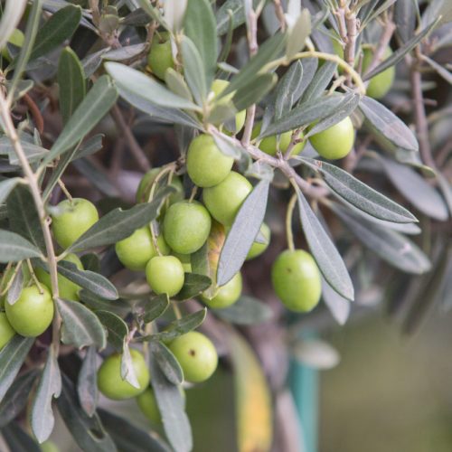 La importancia del aceite de oliva en la gastronomía y cultura mediterránea.
