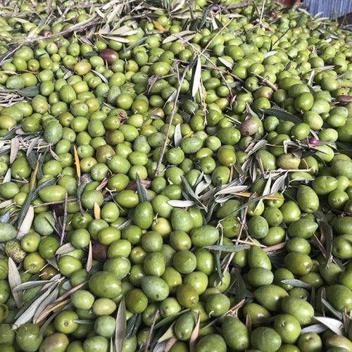 ¿Cuándo hacer la recolección de la aceituna?