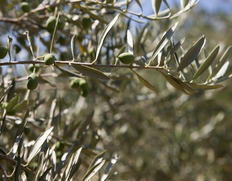 Olivas en arbol Viveros de Olivos Roviplanta
