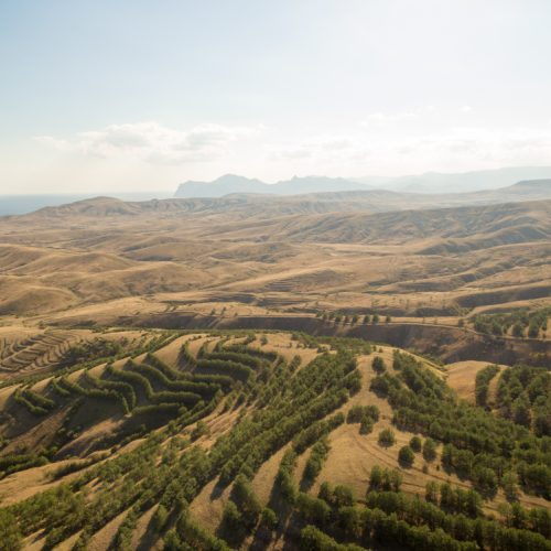 Sostenibilidad y agricultura ecológica en Viveros de olivos Roviplanta