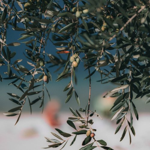 Cómo elegir el mejor plantón de olivo para su terreno