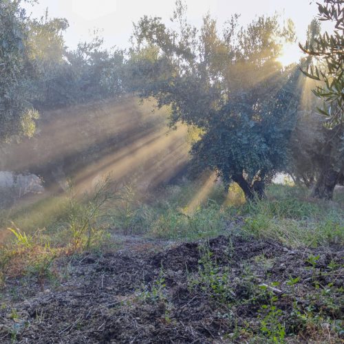 Rays of the sun, filtering between the branches of the olive grove - Granada.