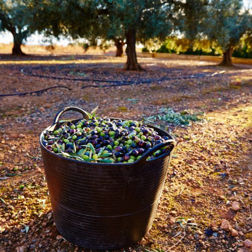 10 Curiosidades Sobre Olivos y Almendros Que No Conocías