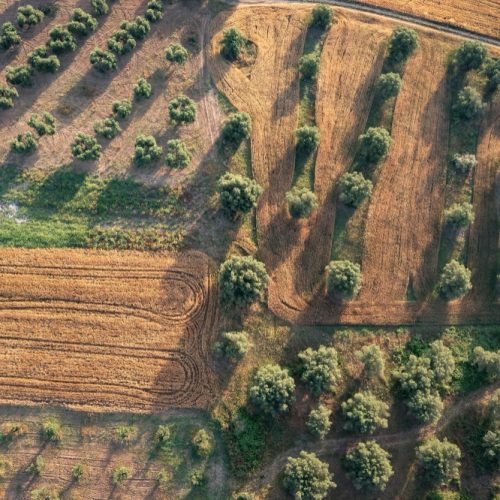 Cómo cultivar olivos exitosamente: consejos y trucos